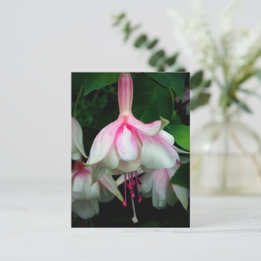 Carte Postale Fuchsia Devonshire Dumpling (Debout devant)