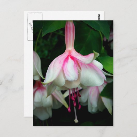 Carte Postale Fuchsia Devonshire Dumpling (Devant / Derrière)