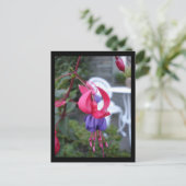 Carte Postale Fuchsia en Ambleside [Carte postale] (Debout devant)