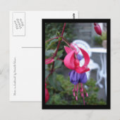 Carte Postale Fuchsia en Ambleside [Carte postale] (Devant / Derrière)