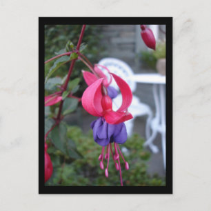Carte Postale Fuchsia en Ambleside [Carte postale]