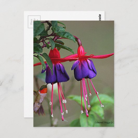 Carte Postale Fuchsia et Hummingbird (Devant / Derrière)