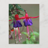 Carte Postale Fuchsia et Hummingbird (Devant)
