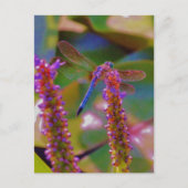 Carte Postale Fuchsia fleur et dragon mouche (Devant)