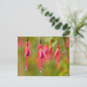 Carte postale Fuchsia Flower (Debout devant)