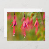 Carte postale Fuchsia Flower (Devant / Derrière)