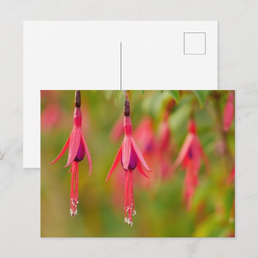 Carte postale Fuchsia Flower (Devant / Derrière)