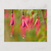Carte postale Fuchsia Flower (Devant)