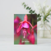 Carte postale Fuchsia rose et violet (Debout devant)