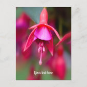 Carte postale Fuchsia rose et violet (Devant)