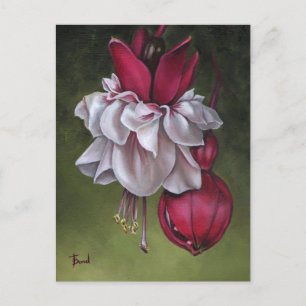 Carte Postale Fuchsias