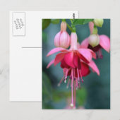 Carte Postale Fuchsias (Devant / Derrière)