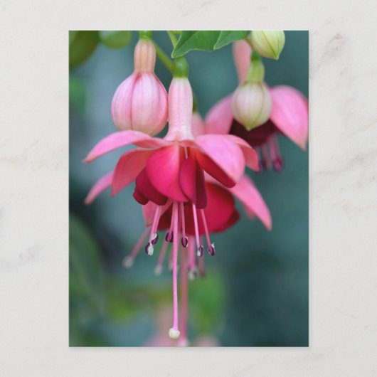 Carte Postale Fuchsias (Devant)