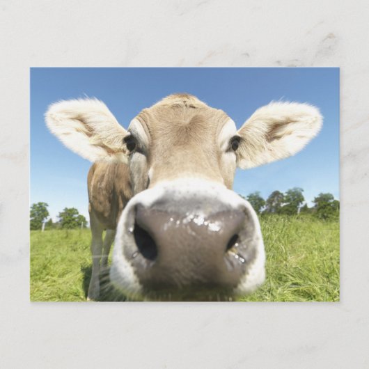 Carte Postale Fuessen, Bavière, Allemagne (Devant)