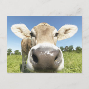 Carte Postale Fuessen, Bavière, Allemagne