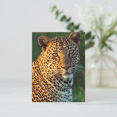 Carte Postale Full-Grown Cub (Debout devant)