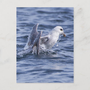 Carte Postale fulmar du Nord