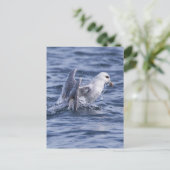 Carte Postale fulmar du Nord (Debout devant)