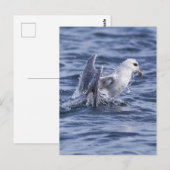 Carte Postale fulmar du Nord (Devant / Derrière)