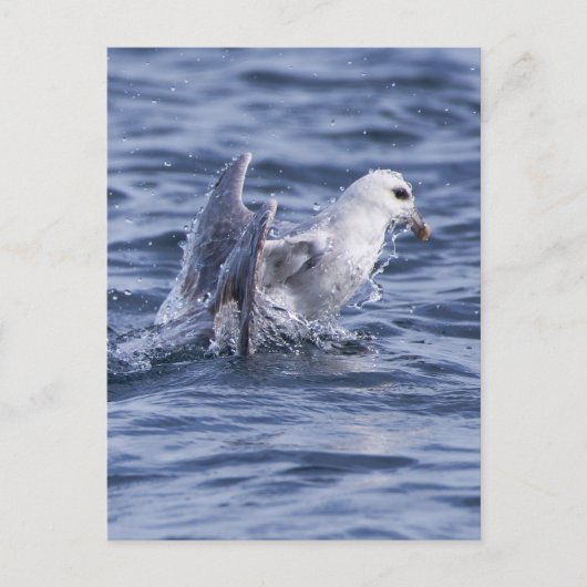 Carte Postale fulmar du Nord (Devant)