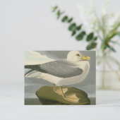 Carte Postale Fulmar Petrel (Debout devant)
