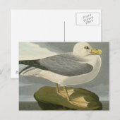 Carte Postale Fulmar Petrel (Devant / Derrière)