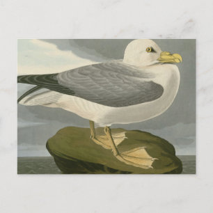 Carte Postale Fulmar Petrel