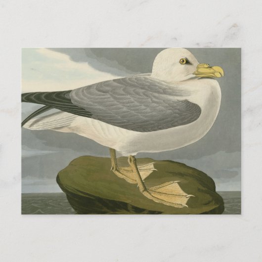 Carte Postale Fulmar Petrel (Devant)