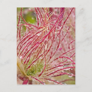 Carte Postale Fumée de prairie sous la pluie à Theodore
