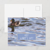 Carte postale Fun Duck (Devant / Derrière)