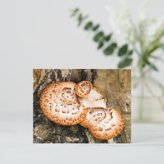 CARTE POSTALE FUNGI (Debout devant)