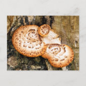 CARTE POSTALE FUNGI (Devant)