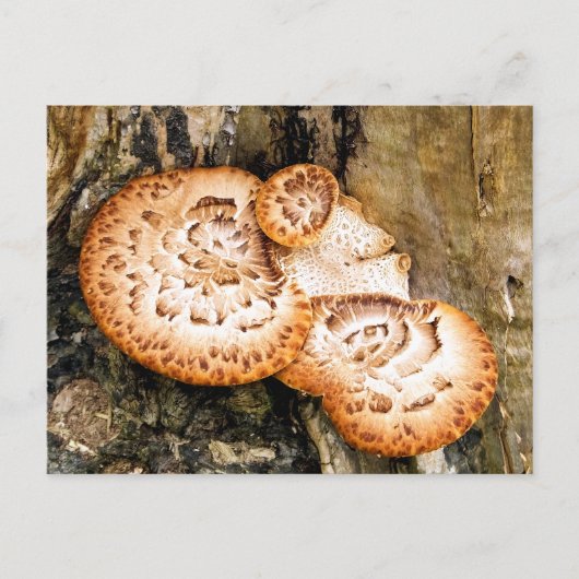 CARTE POSTALE FUNGI (Devant)