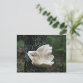Carte Postale Fungus (Debout devant)