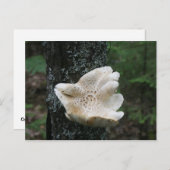 Carte Postale Fungus (Devant / Derrière)