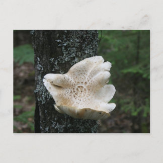 Carte Postale Fungus