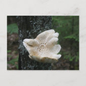Carte Postale Fungus (Devant)
