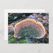 Carte Postale Fungus Arc-en-Ciel (Devant / Derrière)