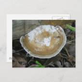 Carte Postale Fungus Brown Tan Bracket (Devant / Derrière)