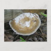 Carte Postale Fungus Brown Tan Bracket (Devant)