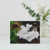 Carte postale Fungus Coral Shelf (Debout devant)