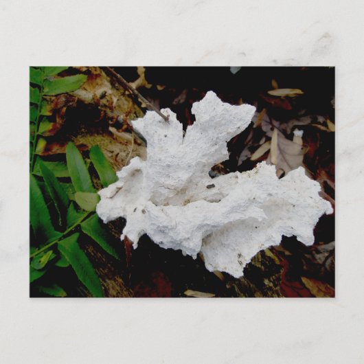 Carte postale Fungus Coral Shelf (Devant)