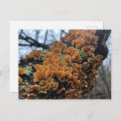 Carte Postale Fungus de Fairytale (Devant / Derrière)