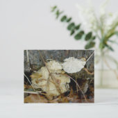 Carte postale Fungus de plateau poreux (Debout devant)
