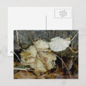 Carte postale Fungus de plateau poreux (Devant / Derrière)
