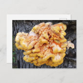 Carte Postale Fungus orange (Devant / Derrière)