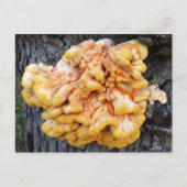 Carte Postale Fungus orange (Devant)