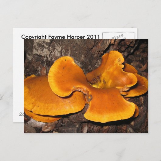 Carte Postale Fungus orange (Devant / Derrière)
