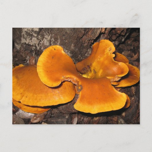 Carte Postale Fungus orange (Devant)