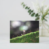 Carte Postale Fungus solitaire (Debout devant)